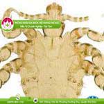 Ảnh đại diện bài viết